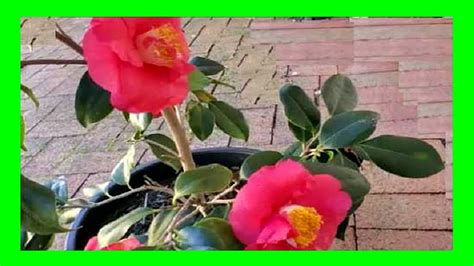 種茶花|茶花這樣種，花開爆棚！How to Grow Camellias？